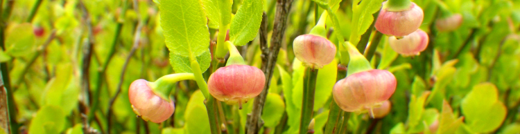 Vaccinium myrtillus or Bilberry